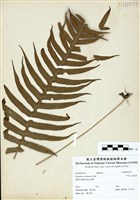 藏品(阿里山水龍骨)的圖片